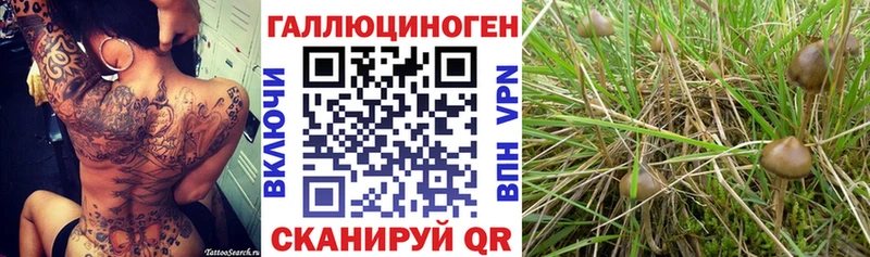 купить наркоту  Эртиль  hydra tor  Галлюциногенные грибы MAGIC MUSHROOMS 